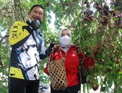 Kembangkan Pohon Juwet Berusia 50 Tahun, Bupati Lamongan Ingin Wujudkan Wisata Unggulan Desa