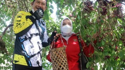 Kembangkan Pohon Juwet Berusia 50 Tahun, Bupati Lamongan Ingin Wujudkan Wisata Unggulan Desa