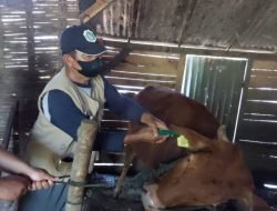 Vaksinasi PMK Lampaui Target, Disnakeswan Lamongan Sebut Waspadai LSD