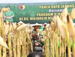 Jatim Jadi Penentu Utama Produksi Jagung di Indonesia, Lamongan Diharapkan Jadi Pelopor Ekspor