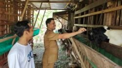 Dua Desa di Lamongan Kompak Gerakkan Ketahanan Pangan, Fokus di Peternakan dan Pertanian
