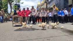 Peternak Ayam Broiler Lamongan Gugat Regulasi dan Sidak Oknum APH Tanpa Surat Tugas
