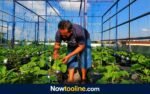 Sulap Rootrop Rumah Jadi Kebun Melon, Pria di Lamongan Ini Panen Sampai 2,5 Kuintal!