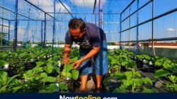 Sulap Rootrop Rumah Jadi Kebun Melon, Pria di Lamongan Ini Panen Sampai 2,5 Kuintal!